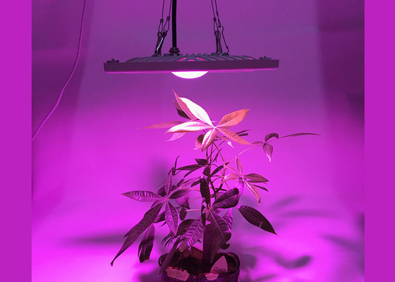 Full spectrum IP66 Waterproof cob cree 300w growing light panel for marijuana cannabis medical plants