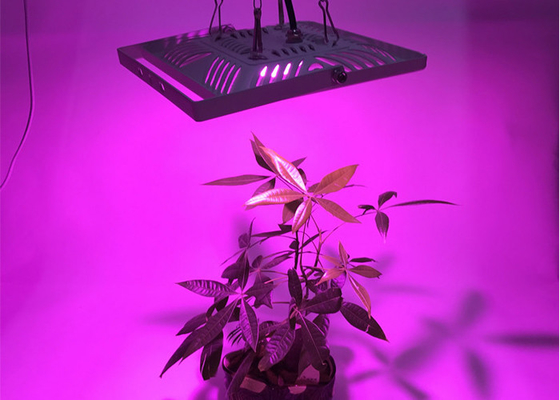 Full spectrum IP66 Waterproof cob cree 300w growing light panel for marijuana cannabis medical plants