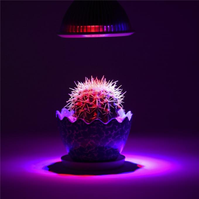 การประยุกต์ใช้ไฟ LED เติบโต
